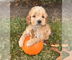 Cockapoo (Miniature) Puppy for sale in MIDDLEBURY, IN, USA