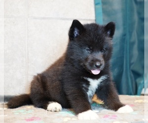 Siberian Husky Puppy for sale in FORT PLAIN, NY, USA