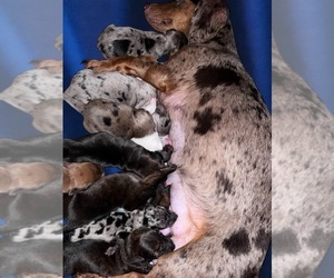 Dachshund Litter for sale in LITCHFIELD, ME, USA