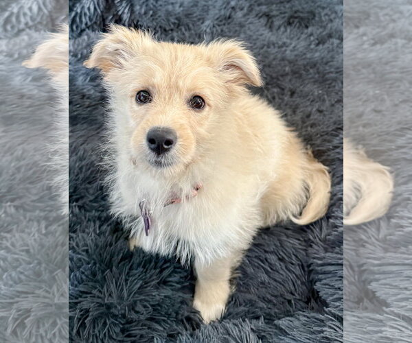 Medium Photo #3 Mutt Puppy For Sale in Corona, CA, USA