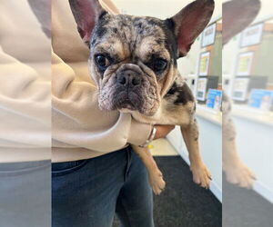 French Bulldog Dogs for adoption in Fremont, CA, USA