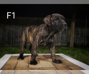 Presa Canario Puppy for sale in WESLACO, TX, USA