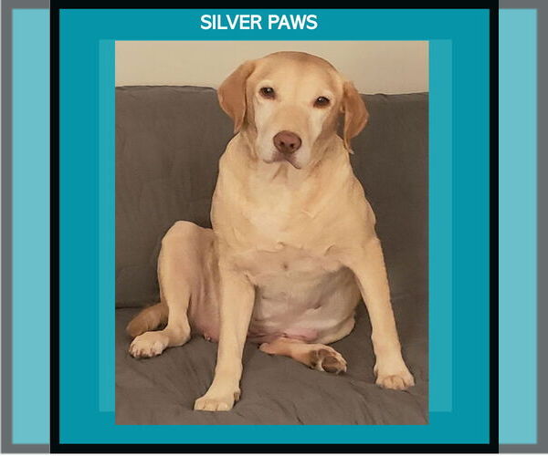 Medium Photo #1 Mutt Puppy For Sale in Royal Palm Beach, FL, USA