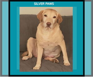 Mutt Dogs for adoption in Royal Palm Beach, FL, USA