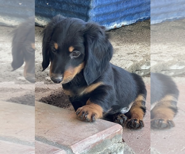 Medium Photo #2 Dachshund Puppy For Sale in SAHUARITA, AZ, USA