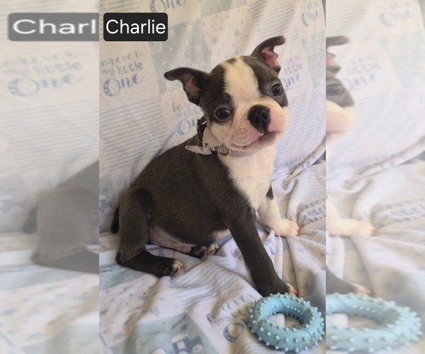 Medium Photo #10 Boston Terrier Puppy For Sale in MINERAL WELLS, WV, USA