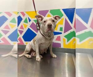 Mutt Dogs for adoption in Baytown, TX, USA