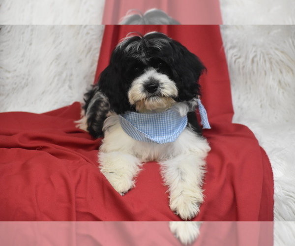Medium Photo #1 Cavachon Puppy For Sale in ELDORADO, OH, USA