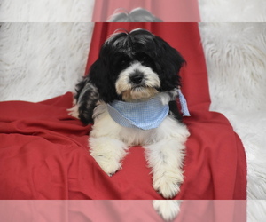 Cavachon Puppy for sale in ELDORADO, OH, USA