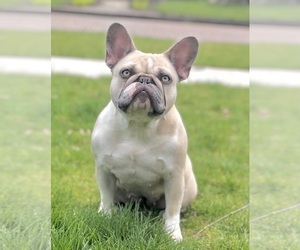 Mother of the French Bulldog puppies born on 07/11/2025