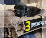 Small Photo #13 Labrador Retriever Puppy For Sale in BONAIRE, GA, USA