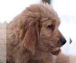 Small Photo #4 Goldendoodle Puppy For Sale in STANLEY, WI, USA