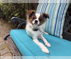 Chion Dogs for adoption in Santa Clara, CA, USA