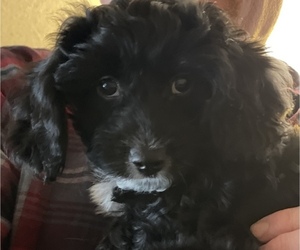 Cavalier King Charles Spaniel-Poodle (Toy) Mix Puppy for sale in ANDOVER, MN, USA