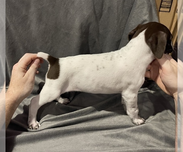 Medium Photo #3 German Shorthaired Pointer Puppy For Sale in MAKANDA, IL, USA