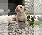 Small #2 French Bulldog