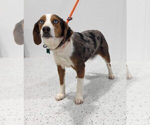 Beagle Dogs for adoption in Maple Grove, MN, USA