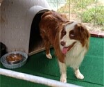 Small Photo #1 Australian Shepherd Puppy For Sale in SYLVA, NC, USA
