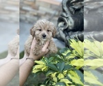 Small Photo #3 ShihPoo Puppy For Sale in TAMPA, FL, USA