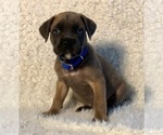 Small Photo #28 Cane Corso Puppy For Sale in HESPERIA, CA, USA