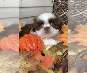 Shih Tzu Puppy for sale in BEAVER, OH, USA