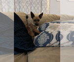 Small #1 Chihuahua Mix