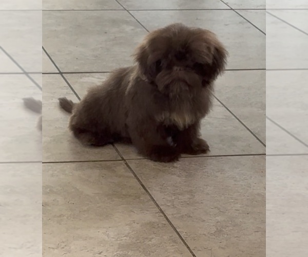 Medium Photo #1 Shih Tzu Puppy For Sale in SPRING HILL, FL, USA