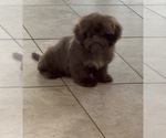 Small Shih Tzu