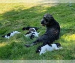 Small Photo #35 Goldendoodle Puppy For Sale in OLYMPIA, WA, USA