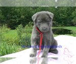 Small #1 German Shepherd Dog