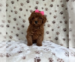 Goldendoodle (Miniature) Puppy for sale in LAKELAND, FL, USA