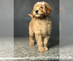 Small Photo #5 Goldendoodle-Poodle (Standard) Mix Puppy For Sale in PORTERVILLE, CA, USA