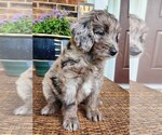 Small #2 Aussiedoodle