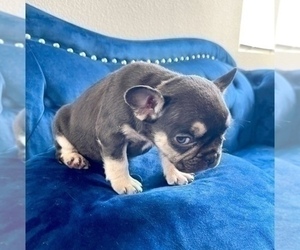 French Bulldog Puppy for sale in DOCKWEILER, CA, USA