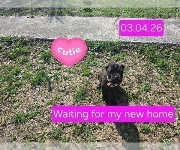 Medium Photo #21 Cane Corso Puppy For Sale in COLUMBIA, SC, USA