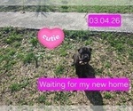 Litter of 10 - Male(s) and Female(s) Cane CorsoLitter of Puppies for Sale - Photo #21