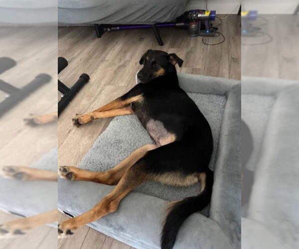 Medium Photo #3 German Shepherd Dog-Unknown Mix Puppy For Sale in San Diego, CA, USA