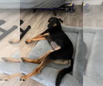 Small #2 German Shepherd Dog Mix