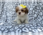 Small #5 Lhasa Apso