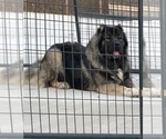 Small Photo #4 Caucasian Shepherd Dog Puppy For Sale in TWINING, MI, USA