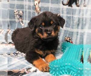 Rottweiler Puppy for sale in JOPLIN, MO, USA