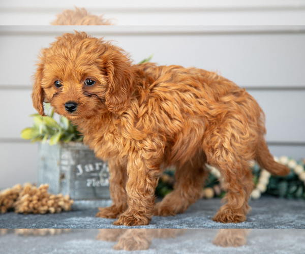 Medium Photo #3 Cavapoo Puppy For Sale in WOLCOTTVILLE, IN, USA