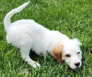 Medium English Setter