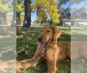 Golden Retriever Puppy for sale in GARDEN CITY, KS, USA
