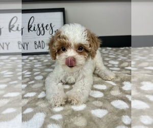 Cavapoo Puppy for sale in INDIANAPOLIS, IN, USA