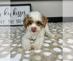 Image preview for Ad Listing. Nickname: Chloe