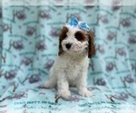Small #4 Cavapoo (Miniature)