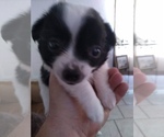 Small Photo #2 Chihuahua Puppy For Sale in BRANT LAKE, NY, USA