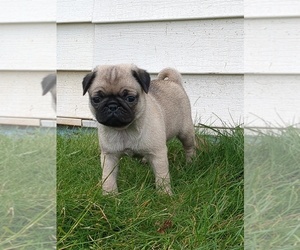 Pug Litter for sale in MOUNT SOLON, VA, USA