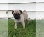 Small Pug
